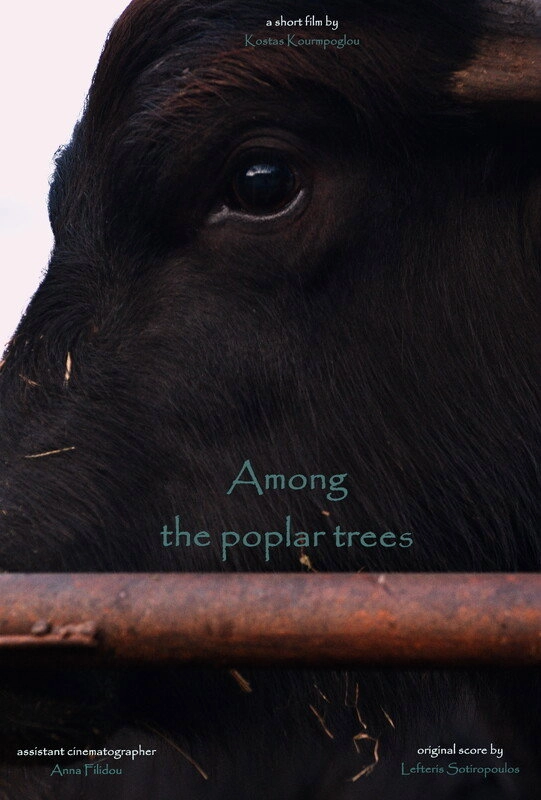 Among the poplar trees