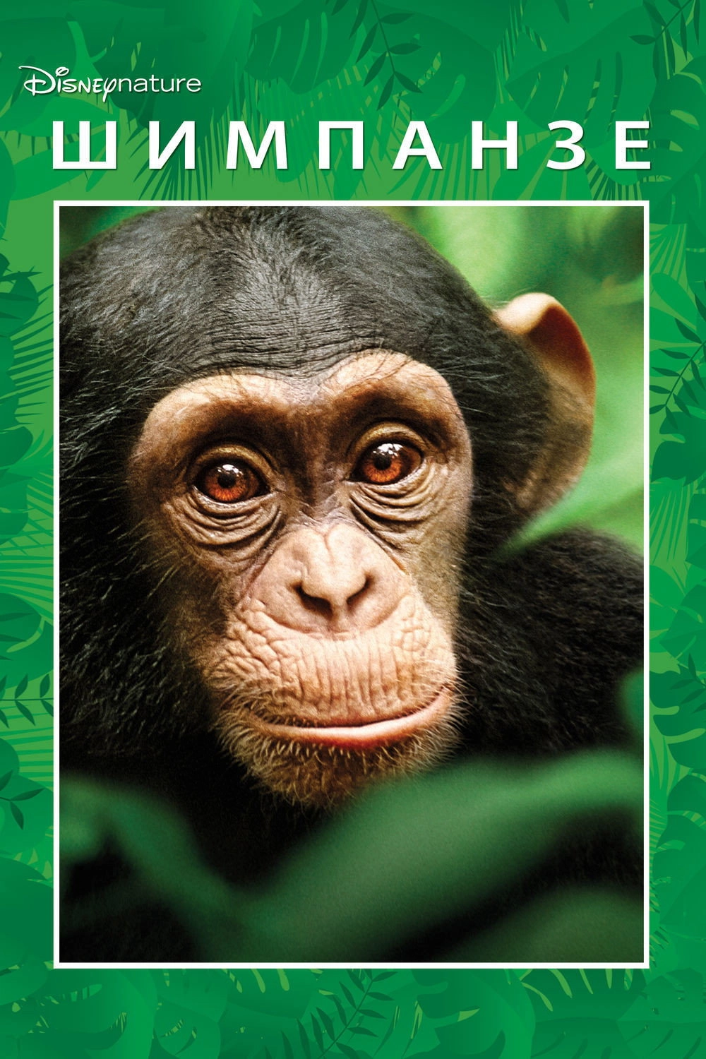 Chimpanzee