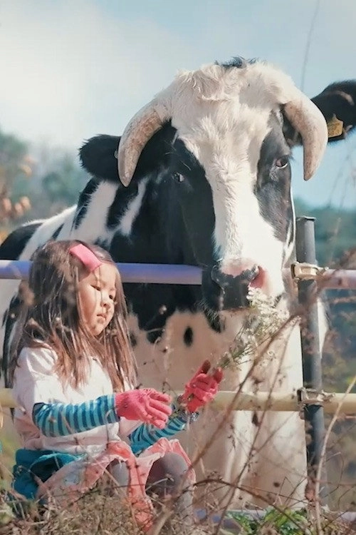 Flower Cow