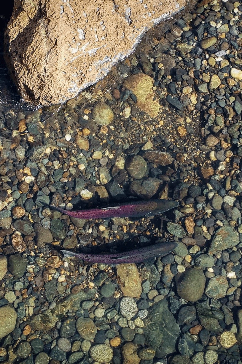 Yuba Salmon Dance