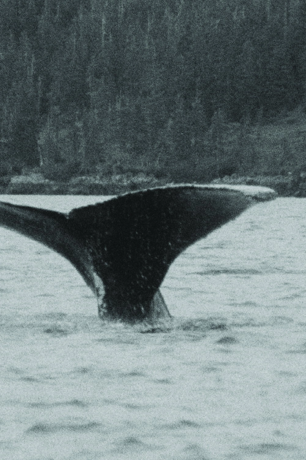 Whales