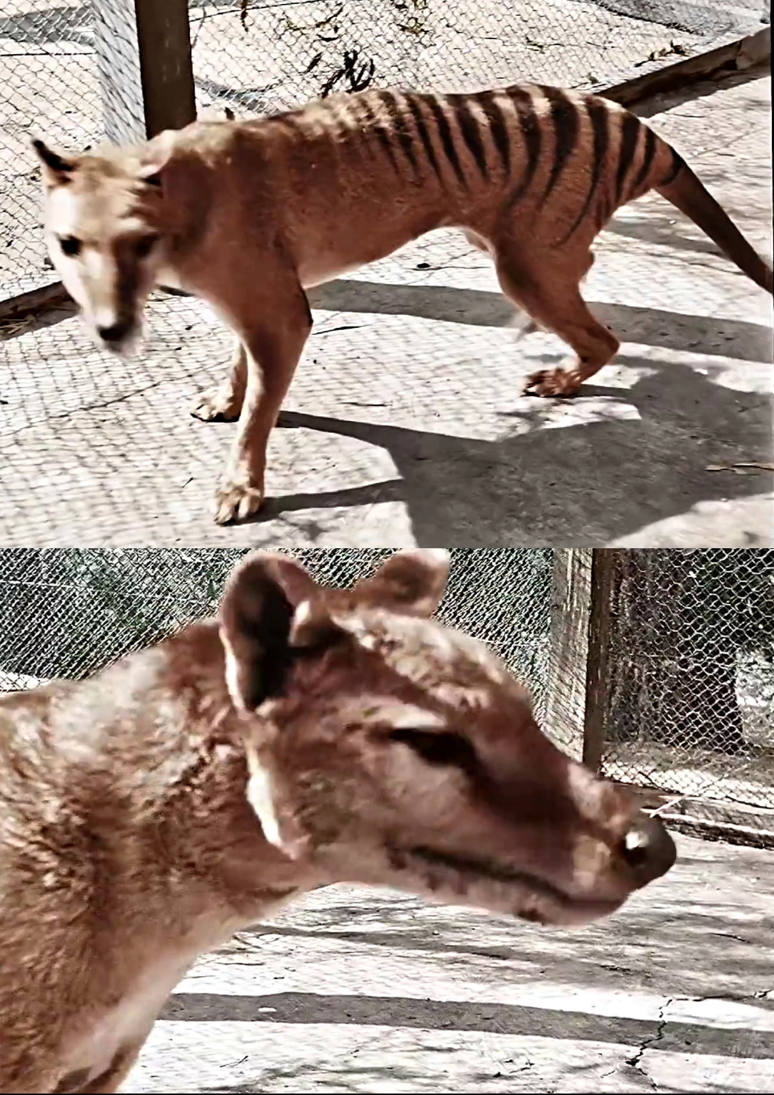 Tasmanian Tiger in Colour