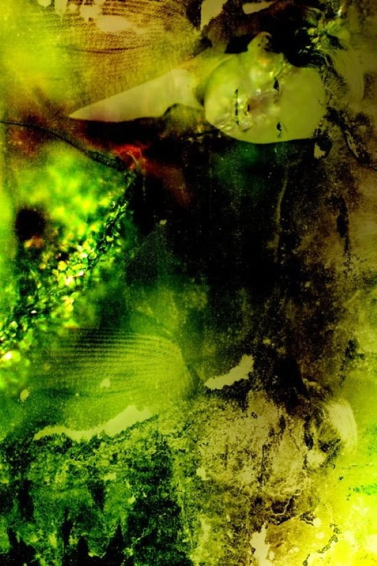 Cellulose Documents: Forget Me Not