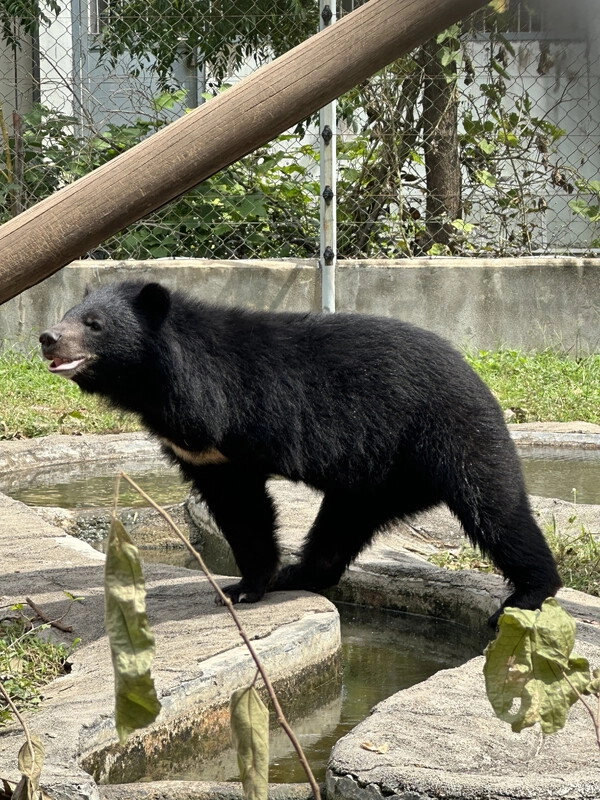 Bear Guardians