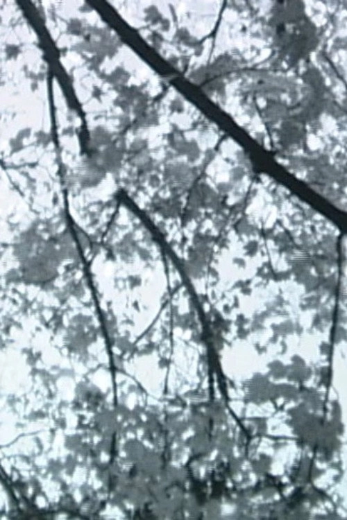Branches Along the Trail