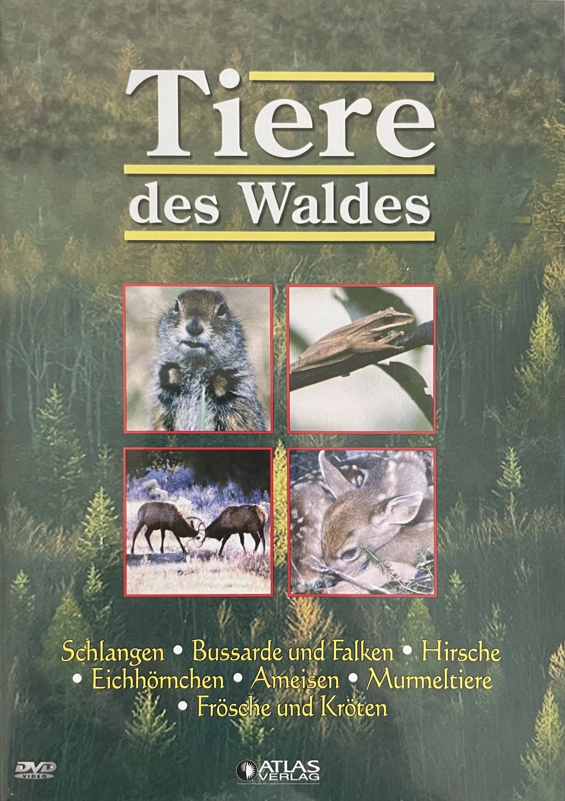 Tiere des Waldes