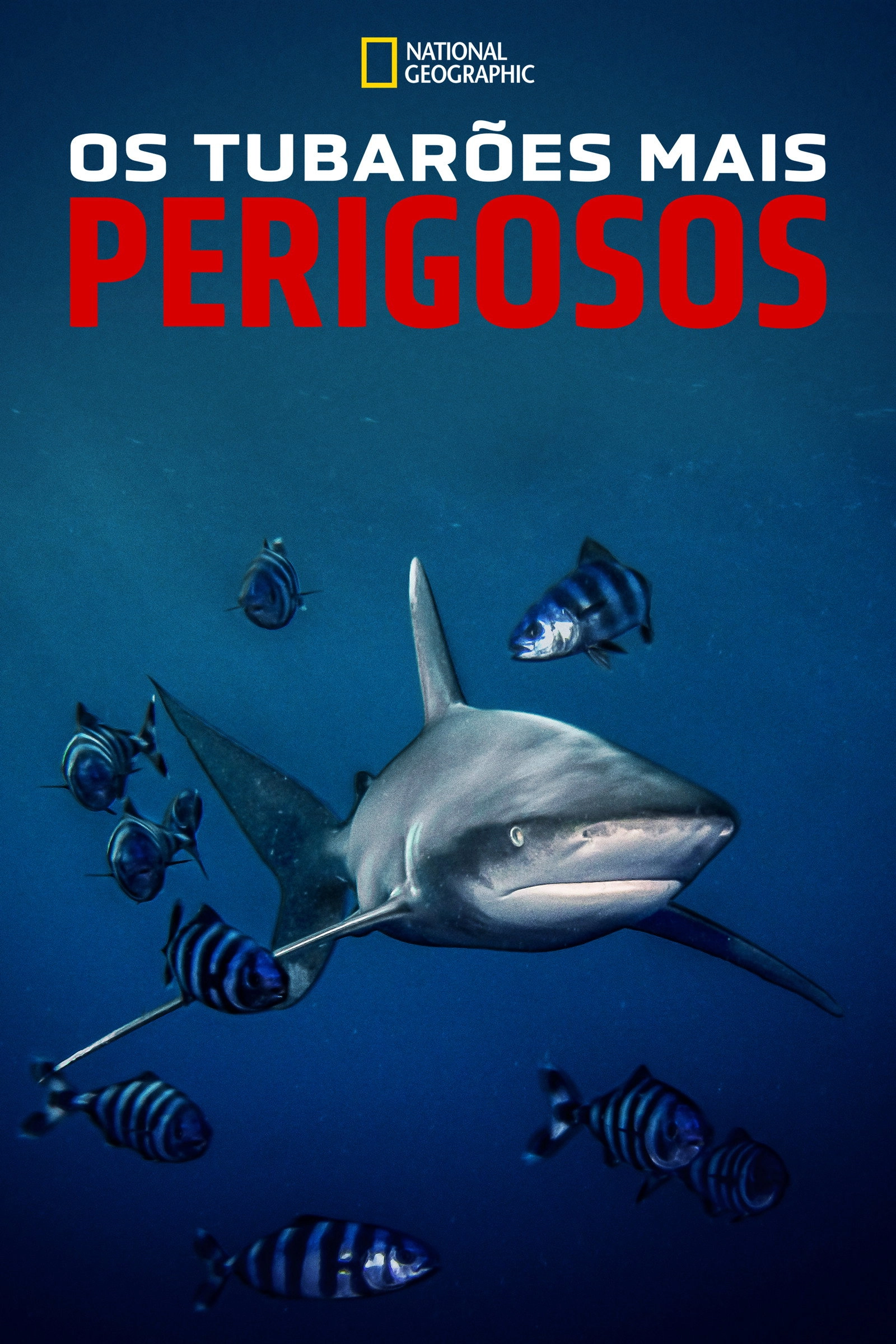 World's Most Dangerous Shark?