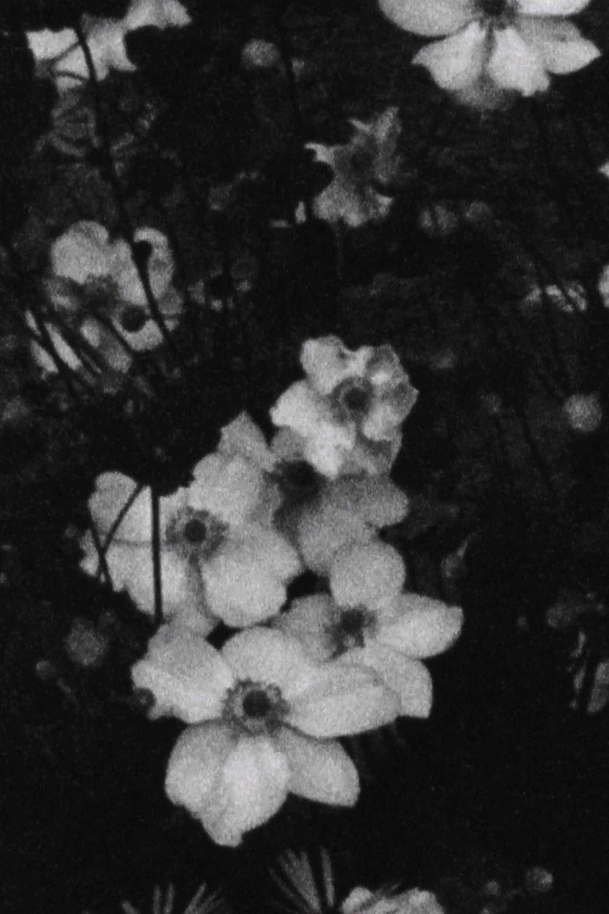 Für P. (Weiße Blumen)