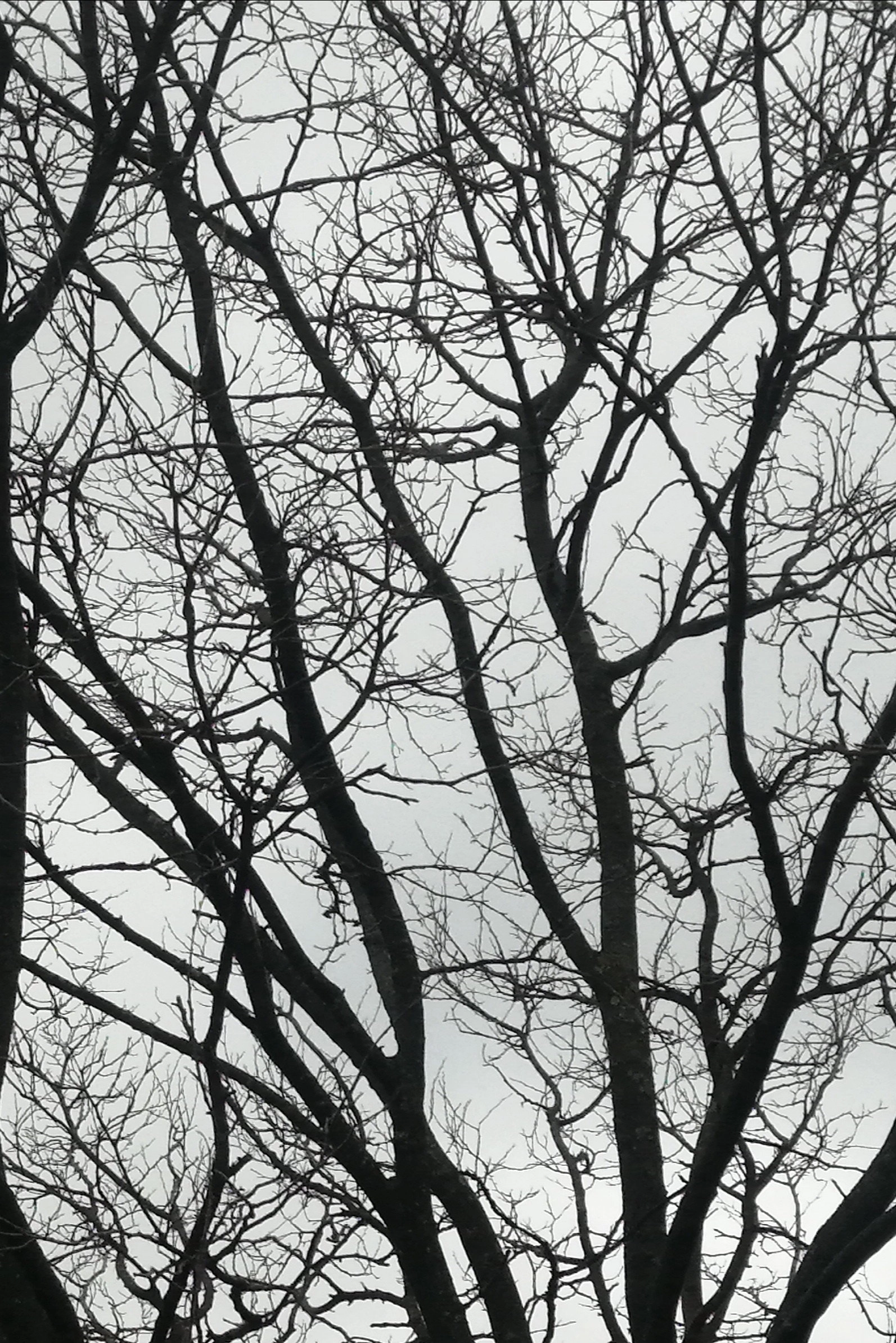 Tree Limbs