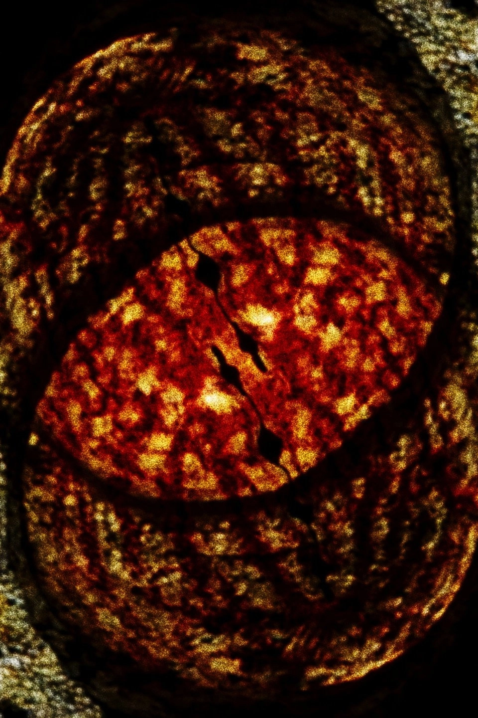 Salamanderfilm 2