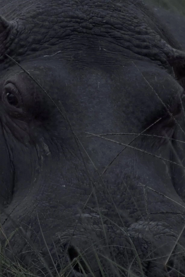 Hippos in Gravitas