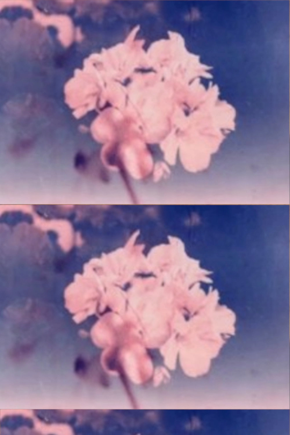 Wild Flower