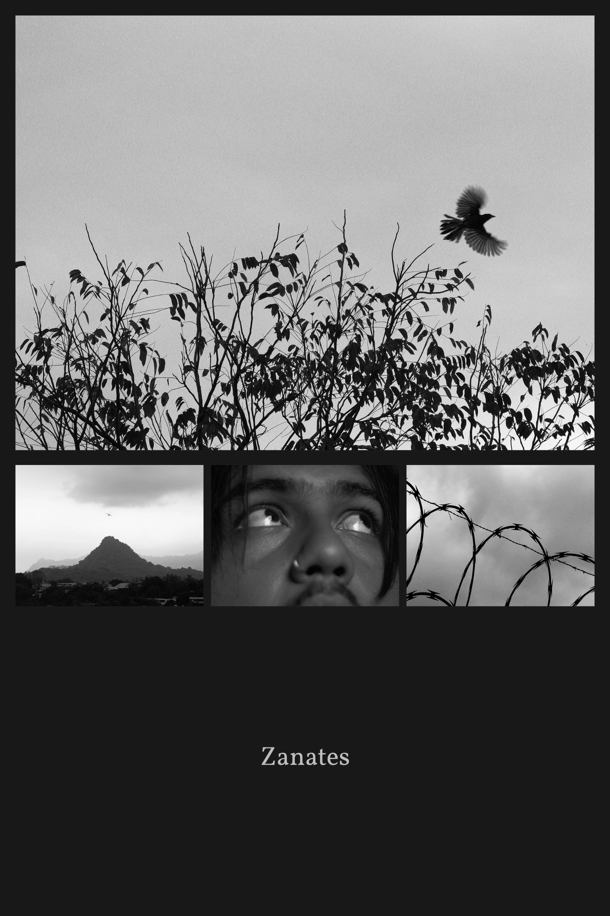 Zanates