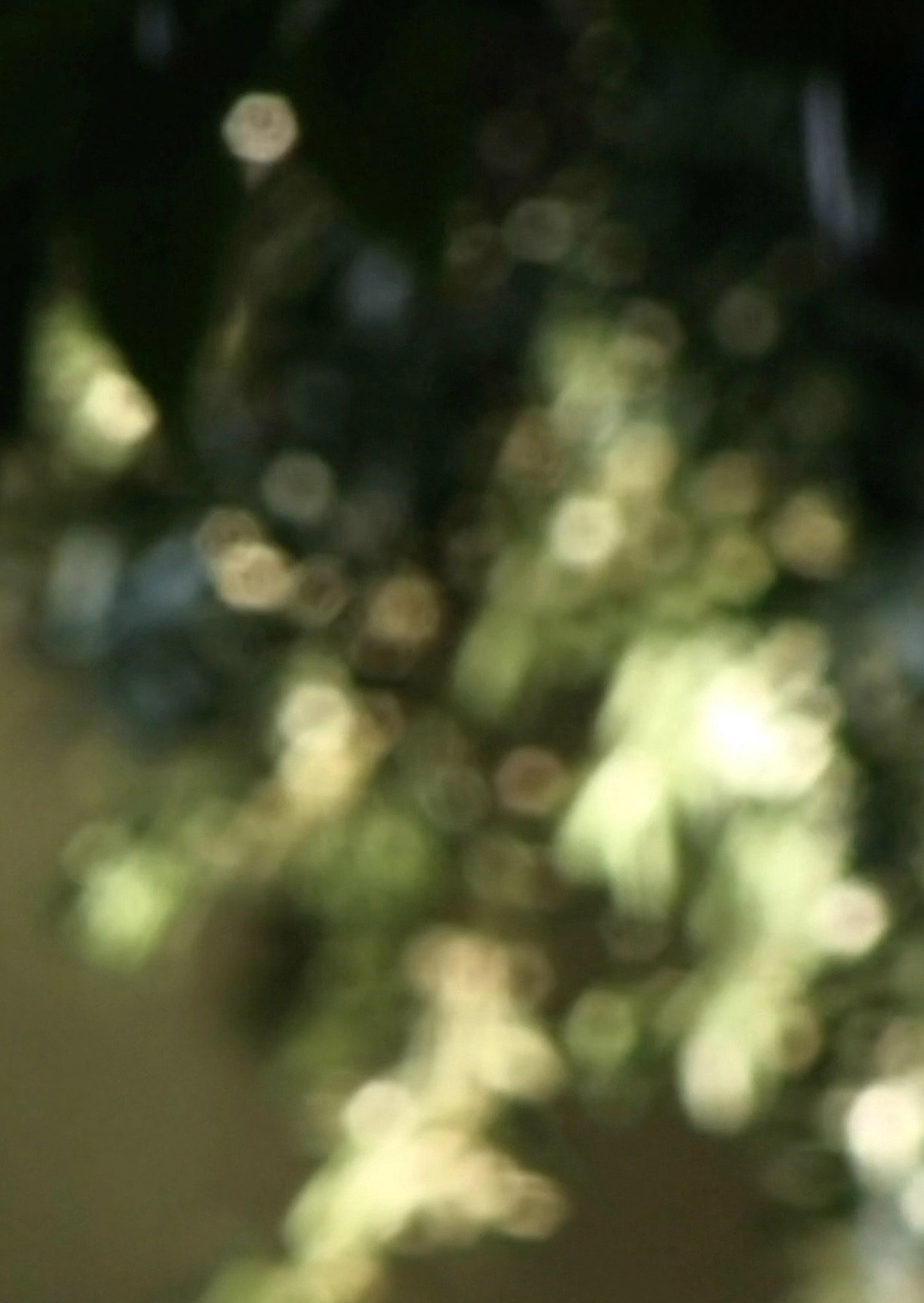 Glimmering