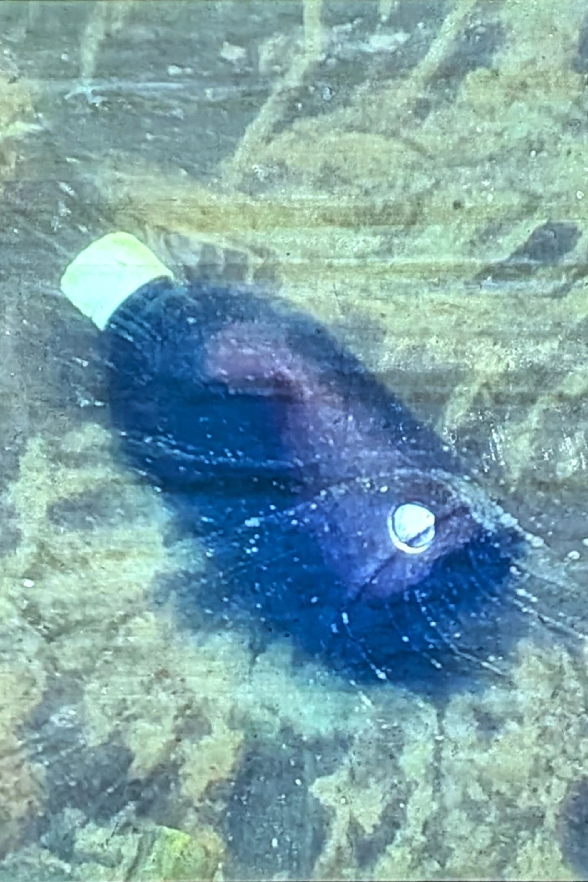 Bottle highlight