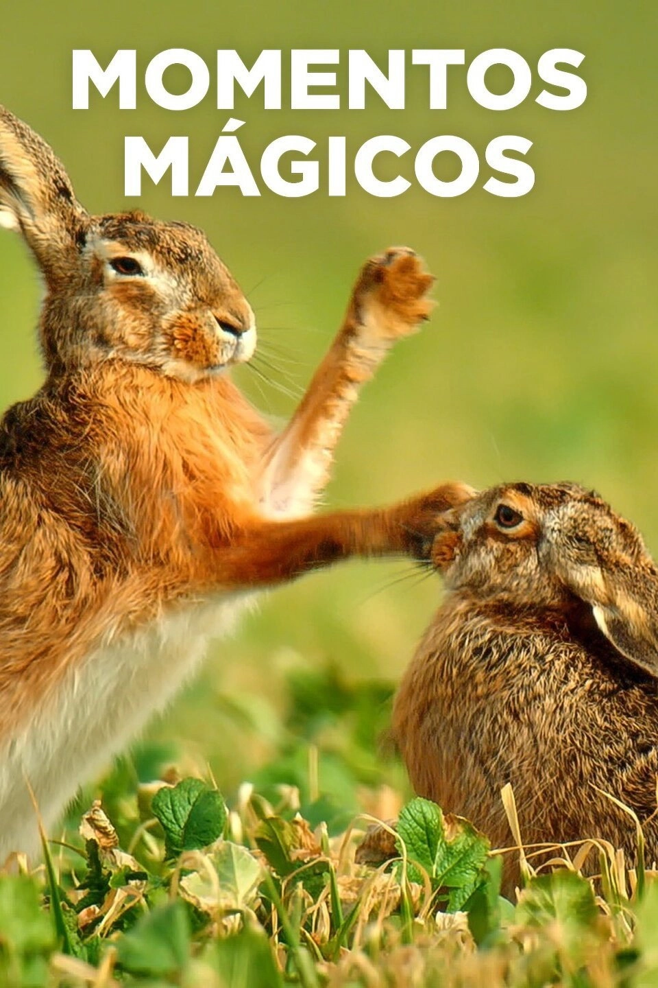 Nature's Magic Moments