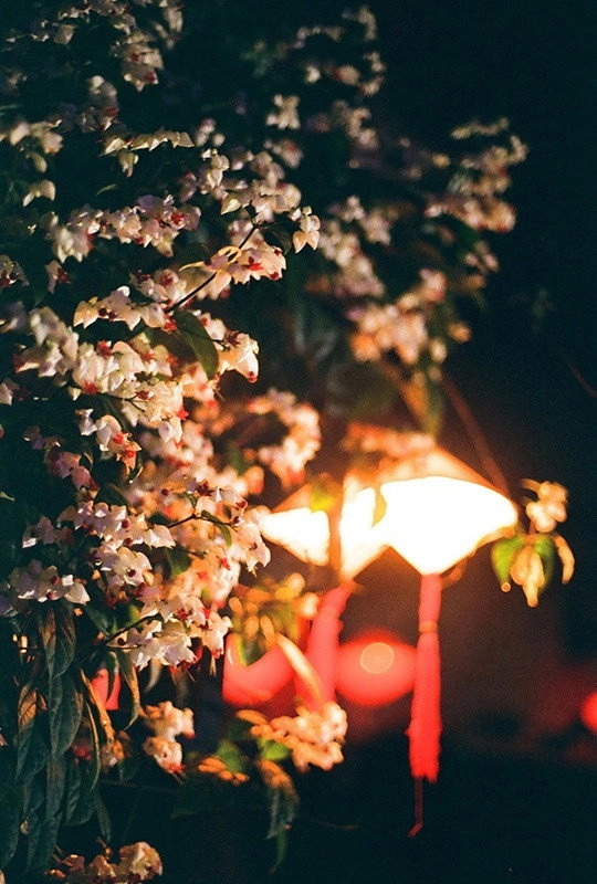 夜樱