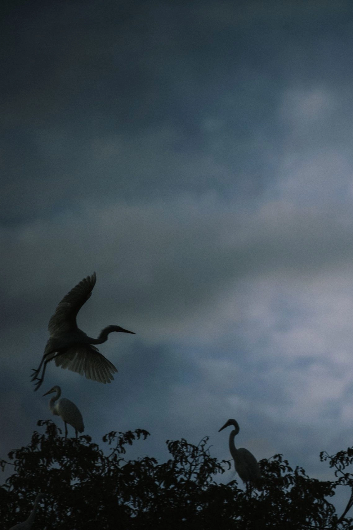Avant la nuit
