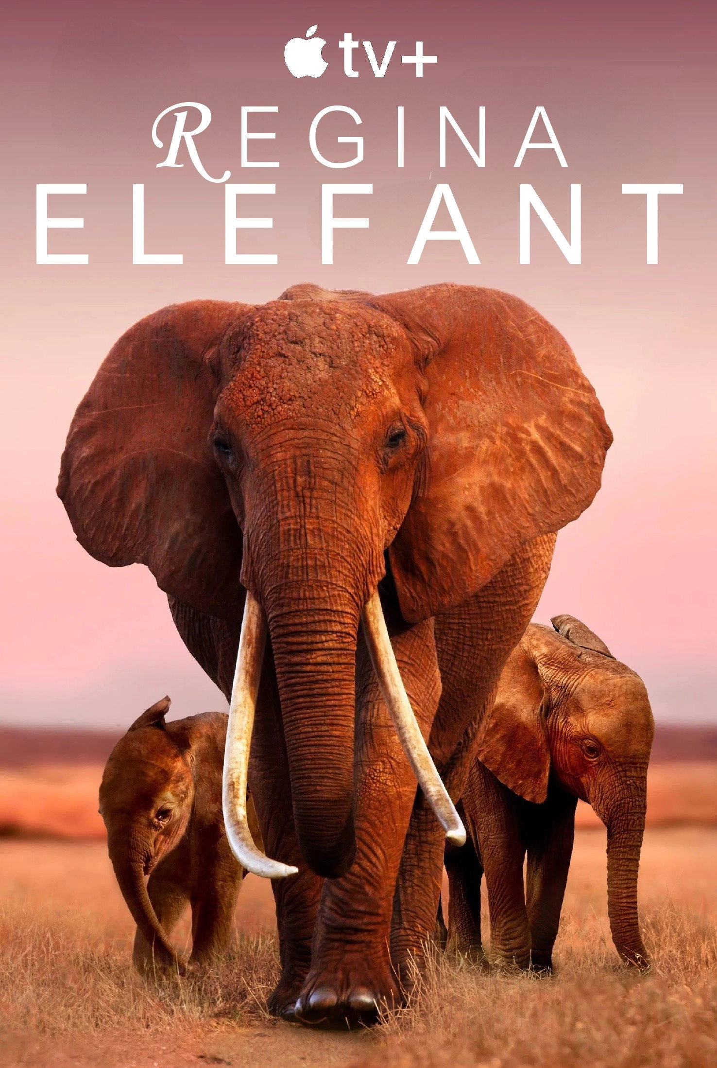 The Elephant Queen