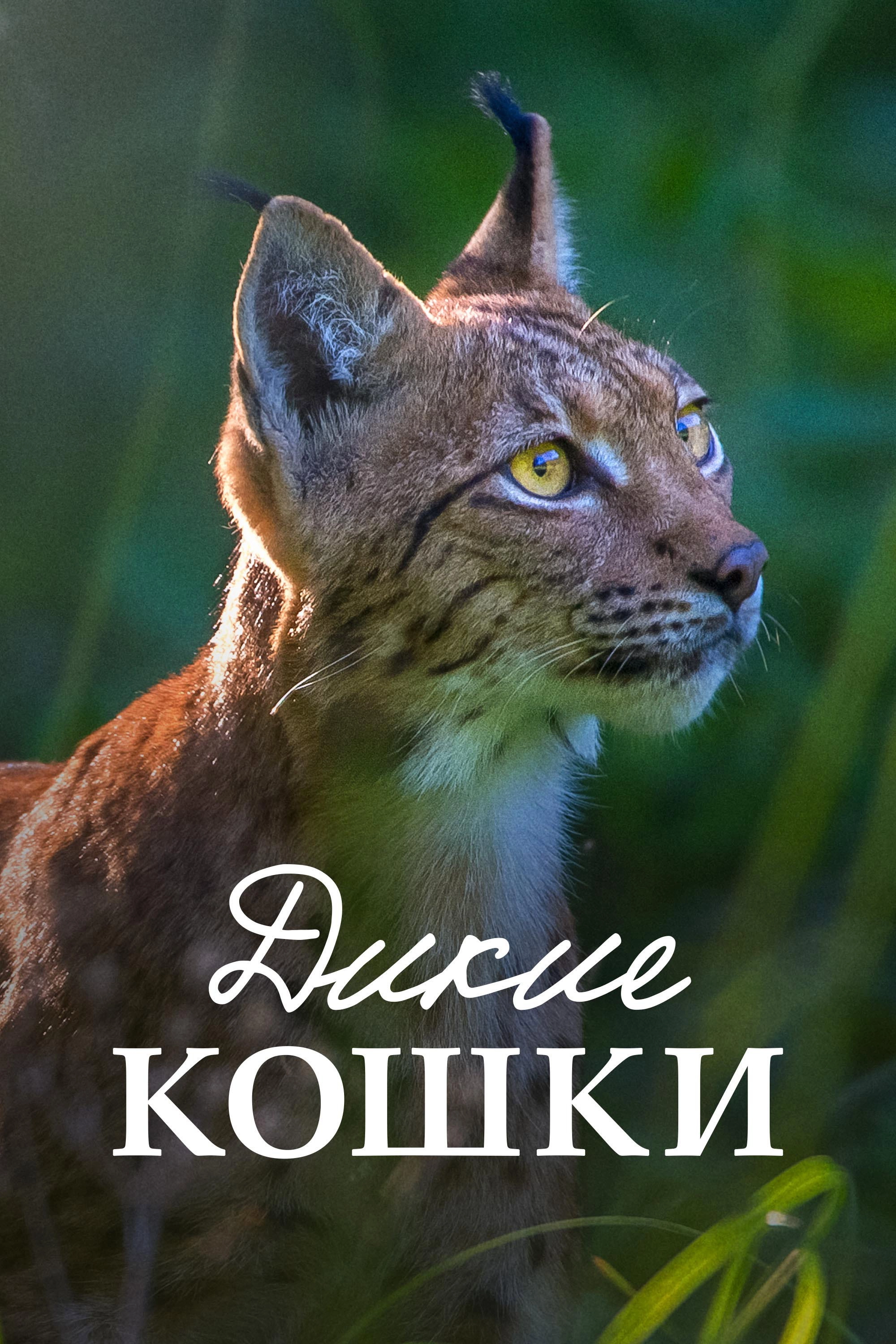 Lynx