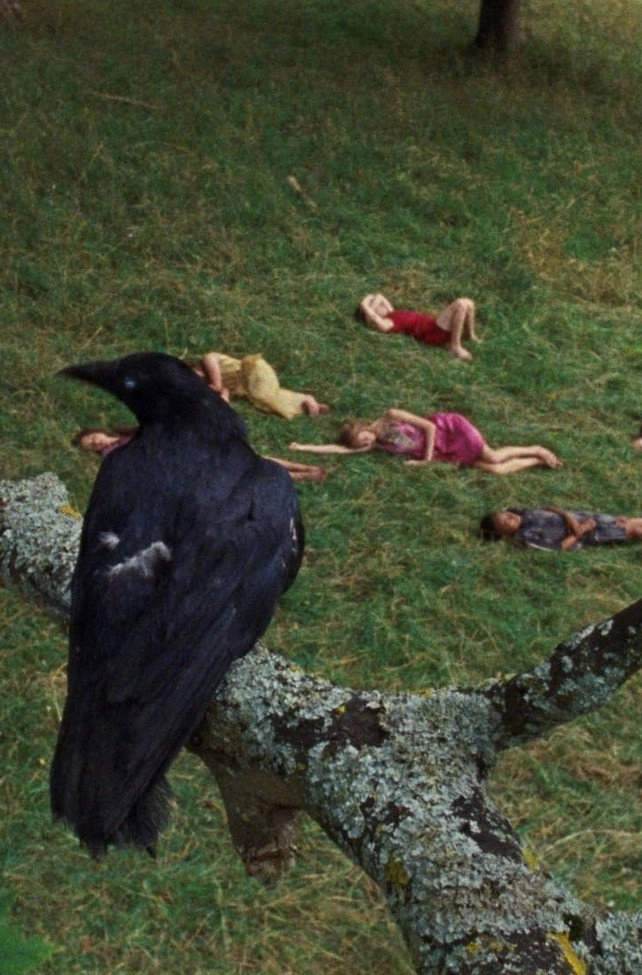 The Bird Game