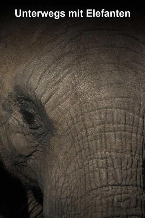 An Elephant’s World