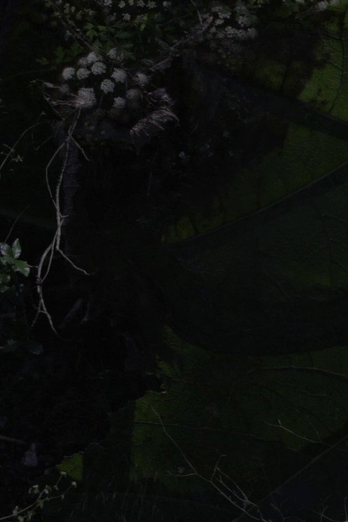 Lost Gardens