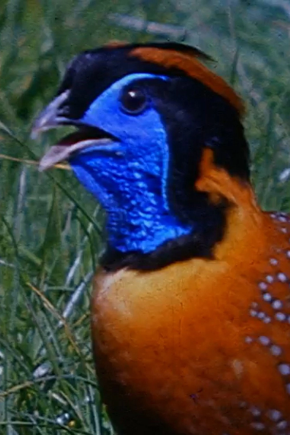 Peacocks and Tragopans