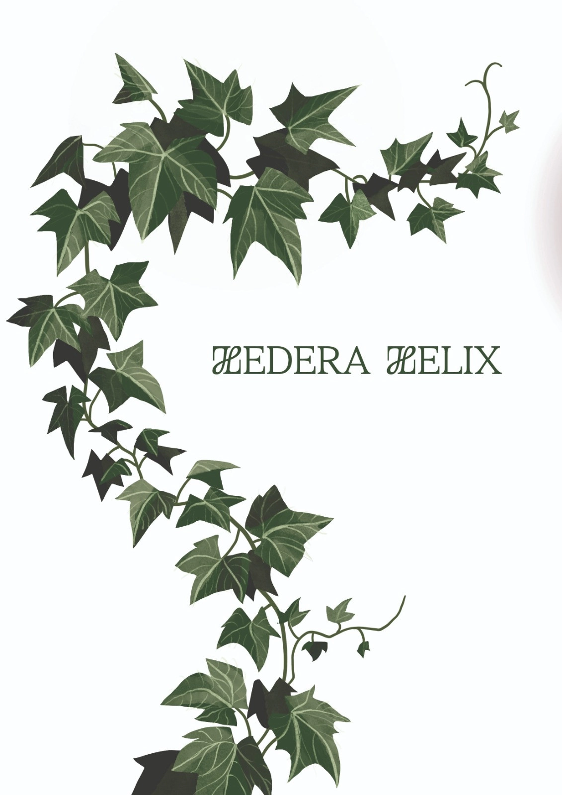 Hedera Helix