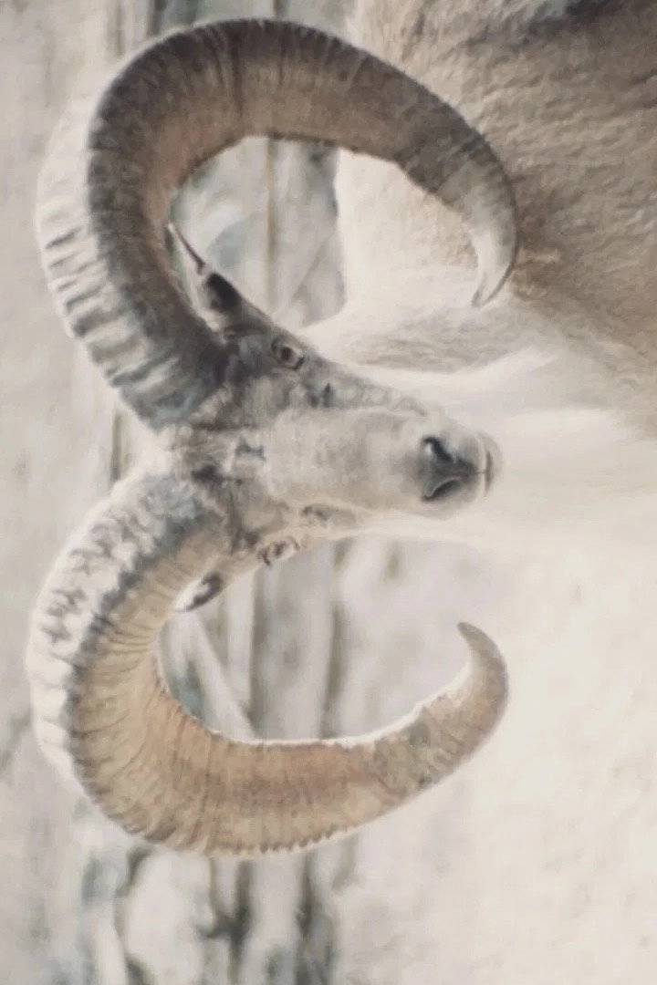 Paradies der Tiere