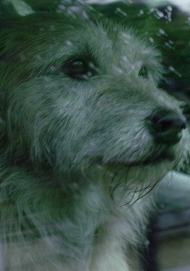 Doggone