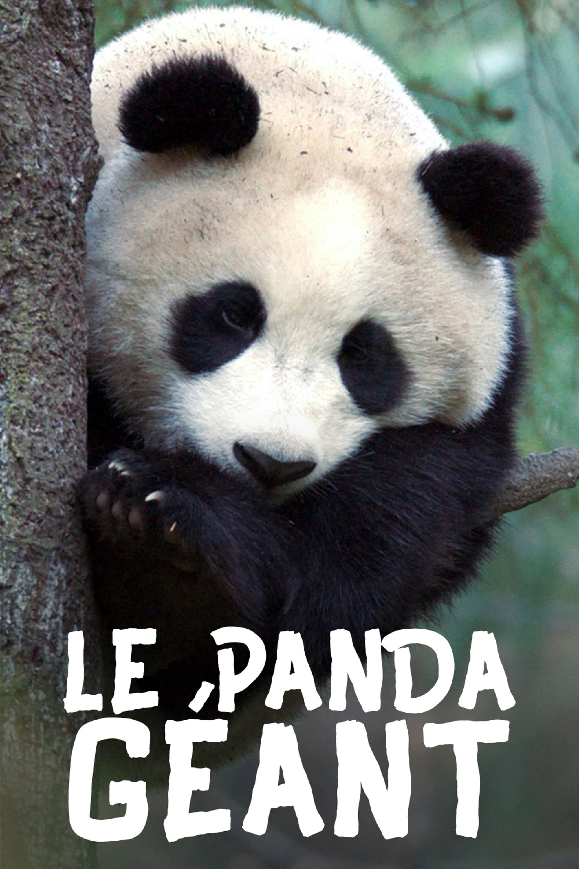 The Giant Panda