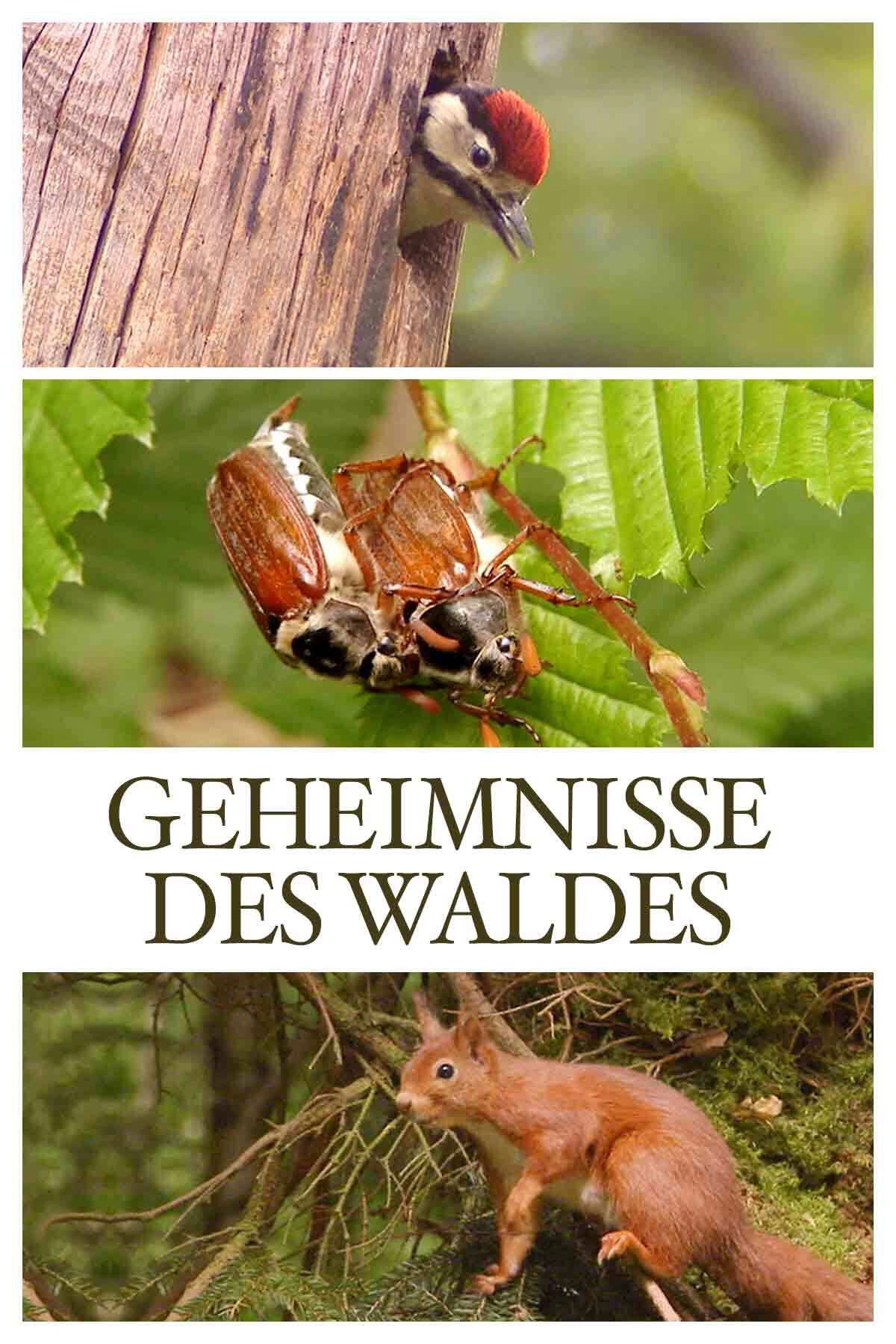 Geheimnisse des Waldes